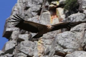 Griffon Vulture in Spain