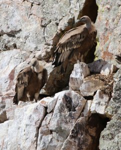 Majestic Griffon Vultures in Spain