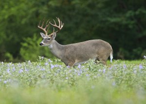 Texas Whitetail Deer (Buck)