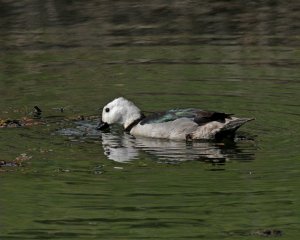 Cotton Pygmy-Goose