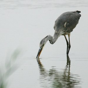 Grey Heron