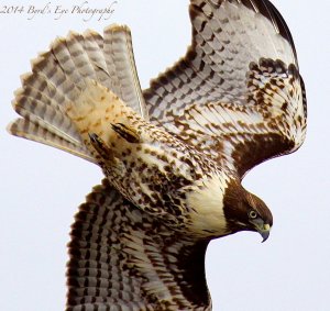 Red-tailed Hawk stoop