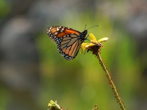 Monarch Butterfly