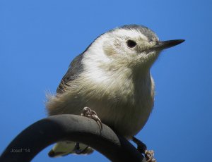 Nuthatch