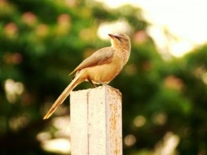 Large Grey Babbler