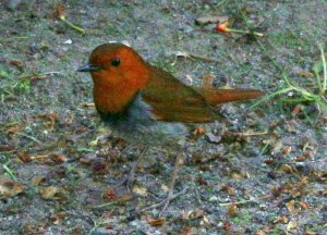 Japanese Robin