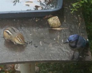 Blue Jay Chipmunk faceoff