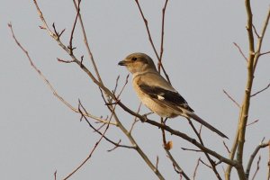 Lanius excubitor; Lanius borealis