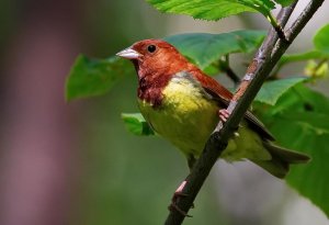 Emberiza rutila