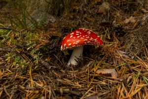 Fly agaric Amanita muscaria