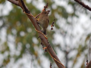 Female Indigo Bunting