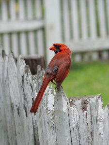 Northern Cardinal