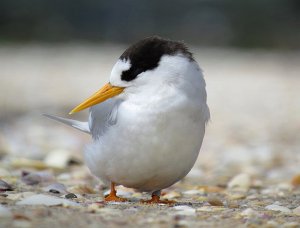 Fairy Tern