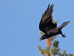 Raven leaves the tree