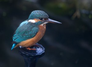 Kingfisher