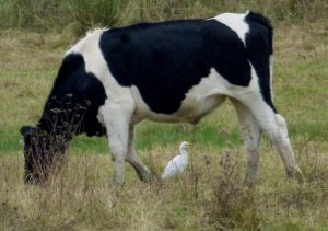 Cattle Egret