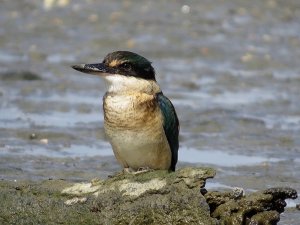 NZ Kingfisher