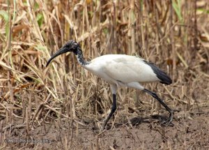 African Sacred Ibis (Threskiornis aethiopicus)