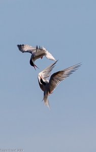 Common Terns Aerial Combat
