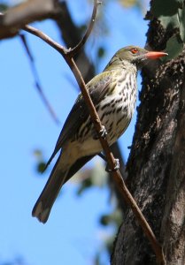 Olive-backed Oriole