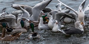 Gulls and Ducks