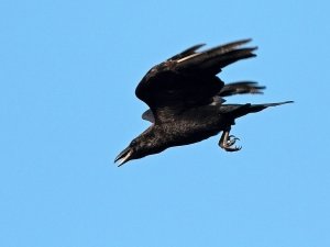 Raven flight