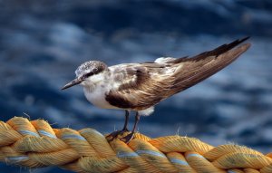 Bridled or Black Naped Youth