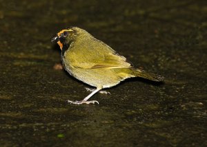 Yellow-faced Grassquit (male)