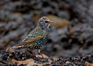 Starling