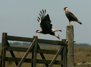 Caranchos