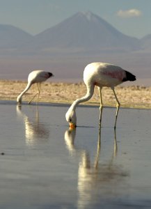 Chilean flamingos