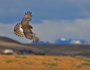 Cinereous Harrier