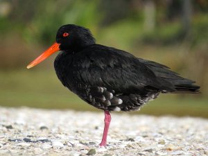 Variable Oystercatcher