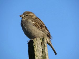 House Sparrow Female