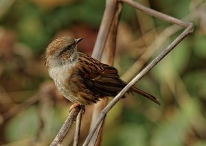 Dunnock