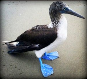 Blue footed booby