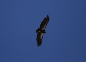 California Condor at Pinnacles NP