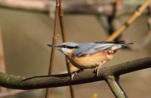 Nuthatch