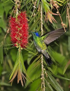 Green Violetear