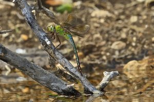 Common Green Darner (male)