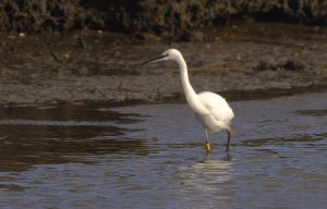 Little Egret