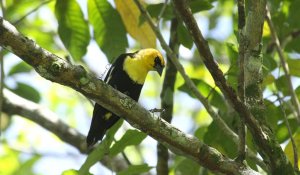 Yellow headed blackbird