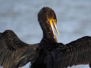 Black Shag