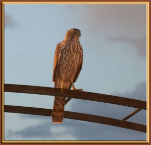 Thinking Sharp-shinned - AND I am wrong. Cooper's Hawk