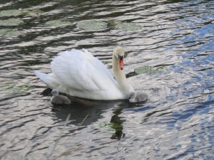 "ugly ducklings' on mothers day