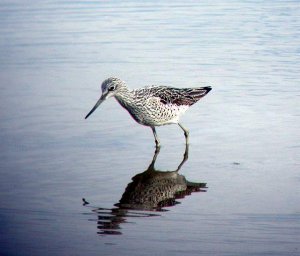 Greenshank