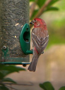 House Finch in breeding plumage