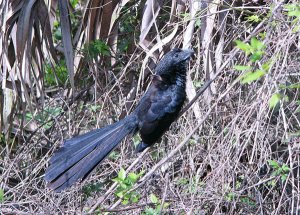 Groove-Billed Ani