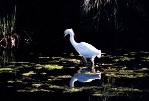 Early Morning Egret