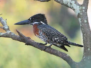 Giant Kingfisher